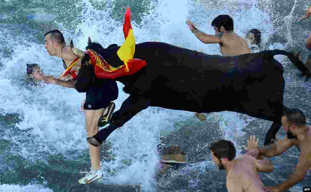 Spectators jump into the port followed by a bull during the traditional running of bulls &quot;Bous a la mar&quot; (Bull in the sea) on Denia&#39;s harbour near Alicante, Spain, July 9, 2016.