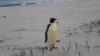 Australia Emperor Penguin