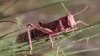 Locust Swarms Forming in West Africa