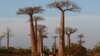 Des baobabs près de la capitale malgache Morondava, le 7 novembre 2011.