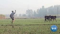 India's Farmers Threatened by Swelling Numbers of Stray Cows
