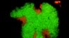 Microbes in Deep Sea Rocks Eat Global Warming Gas