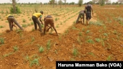 Manoma 