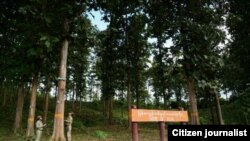 Home of Teak, Burma Forest