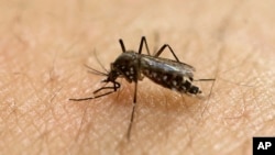 Un moustique femelle Aedes aegypti, connue pour être porteuse de maladies telles que la dengue, le zika et la fièvre jaune.