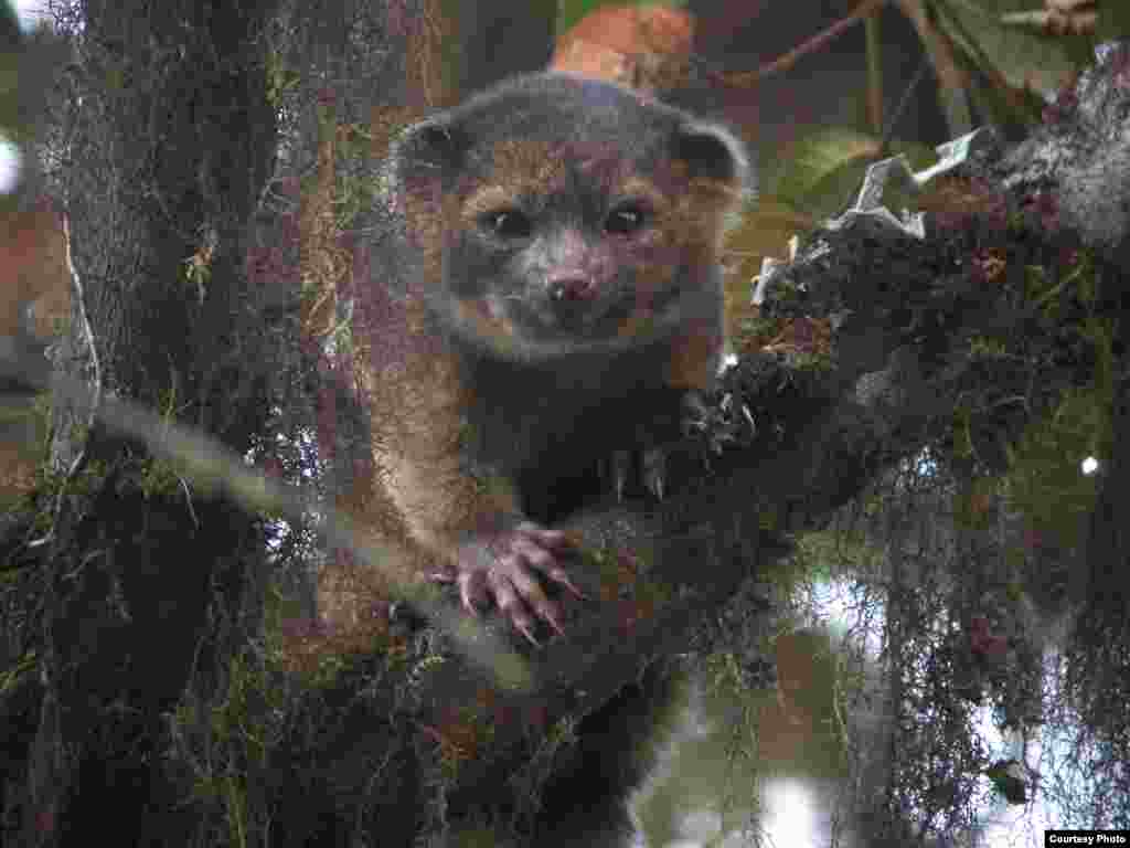 ThOlinguito – สัตว์เลี้ยงลูกด้วยนมที่มีลักษณะผสมผสานระหว่างแมวกับหมีตัวเล็ก พบที่อเมริกาใต้ มีขนฟูสีแดงผสมน้ำตาล หางสั้น หน้ากลม มีบรรพบุรุษร่วมกับแรคคูน นับเป็นสัตว์เลี้ยงลูกด้วยนมแบบกินเนื้อสานพันธุ์แรกที่พบในอเมริกาในรอบ 35 ปี 