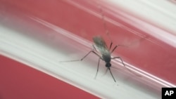 FILE - In this May 23, 2016, file photo, an Aedes aegypti mosquito sits inside a glass tube at the Fiocruz institute where they have been screening for mosquitos naturally infected with the Zika virus in Rio de Janeiro, Brazil.