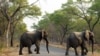 Elephants cross the road in Hwange National Park, about 700 kilometers south west of Harare, Zimbabwe, Oct. 1, 2015.