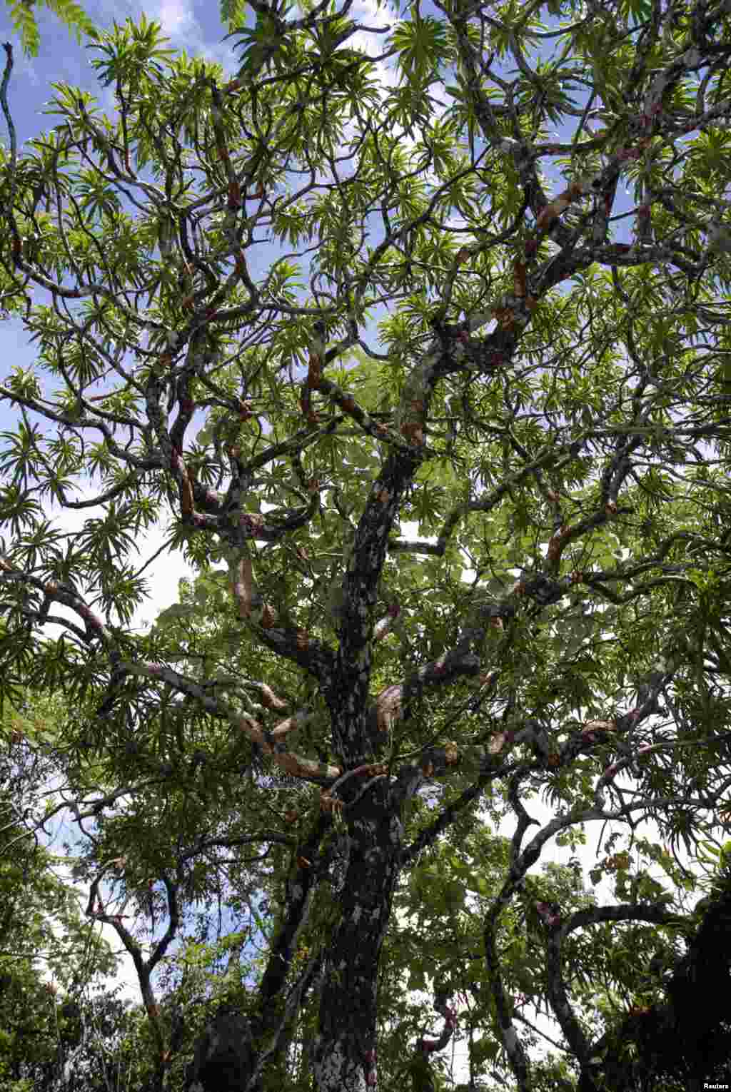 BeKaweesak’s Dragon Tree – ‘ต้นมังกรกวีศักดิ์’ พบในแถบภูเขาในประเทศไทยและพม่า ลักษณะใบแหลมเรียวเหมือนดาบ มีดอกสีครีม ก้านดอกสีส้ม นักวิทยาศาสตร์เชื่อว่าต้นไม้หายากพันธุ์นี้เสี่ยงต่อการสูญพันธุ์ เพราะคาดว่าเหลือไม่ถึง 2,500 ต้น 