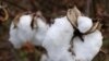 Burkina Cloth Reveals Paradoxes in Country's Biggest Industry