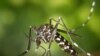 Lebih dari 100 Kasus Wabah Zika Merebak di India Utara 