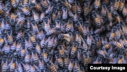 ប្រភេទឃ្មុំ Apis florea ដែល​ជា​ភាសាខ្មែរ​ហៅ​ថា ឃ្មុំ​ផ្លិត ជា​ឃ្មុំ​ដែ​មាន​ព័ណ៌​តូច​ល្អិត ដែល​មាន​ដើម​កំណើត​តាំងពី​១៤លាន​ឆ្នាំ​មុន​មក​ម្ល៉េះ។ (រូបថត​ផ្តល់​ឲ្យ)