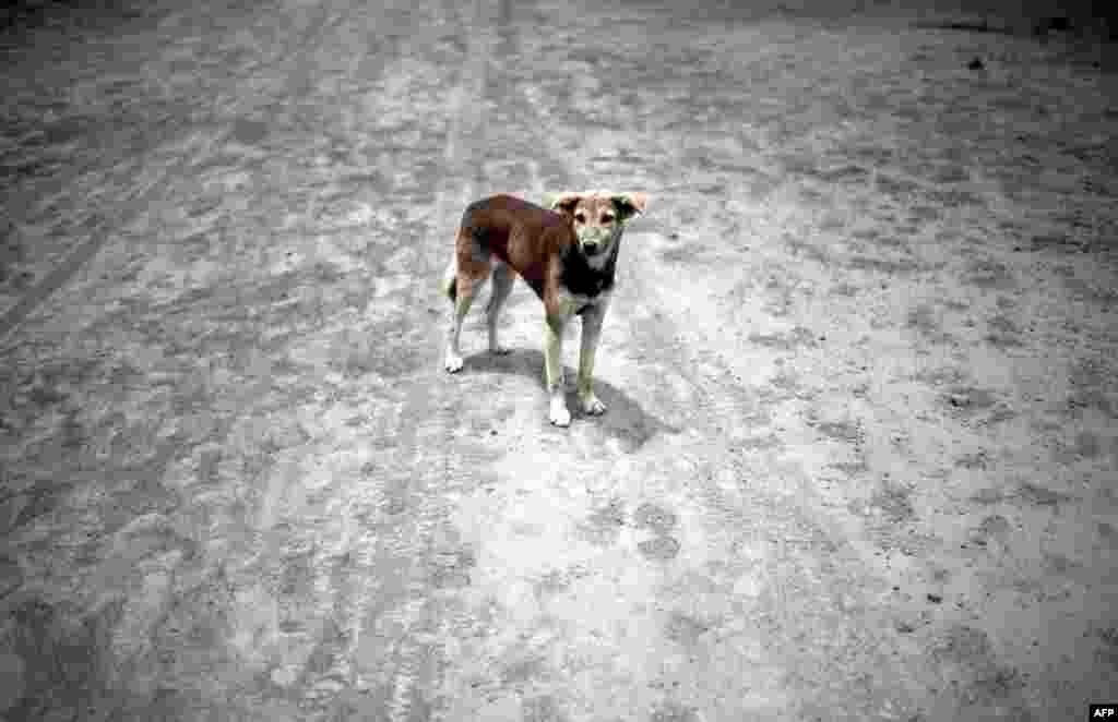 A dog stands on a street covered with ash from the Cotopaxi volcano in Mulalo, south of Quito, Ecuador, Aug. 27, 2015.