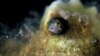 Breakthrough Movie Reveals Wondrous Underwater World
