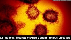 FILE - A cluster of SARS-CoV-2 particles are seen as viewed through an electron microscope. Methods used to tackle today's coronavirus pandemic may mirror those used to eradicate smallpox. (U.S. National Institute of Allergy and Infectious Diseases)