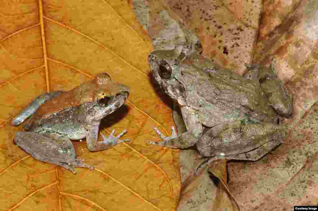 Unlike other frogs, this new species (male left, female right) from Indonesia’s Sulawesi Island does not lay fertilized eggs nor give birth to tiny froglets. Limnonectes lavaepartus has internal fertilization and gives birth to tadpoles that are deposited in pools of water. (Jimmy A. McGuire)