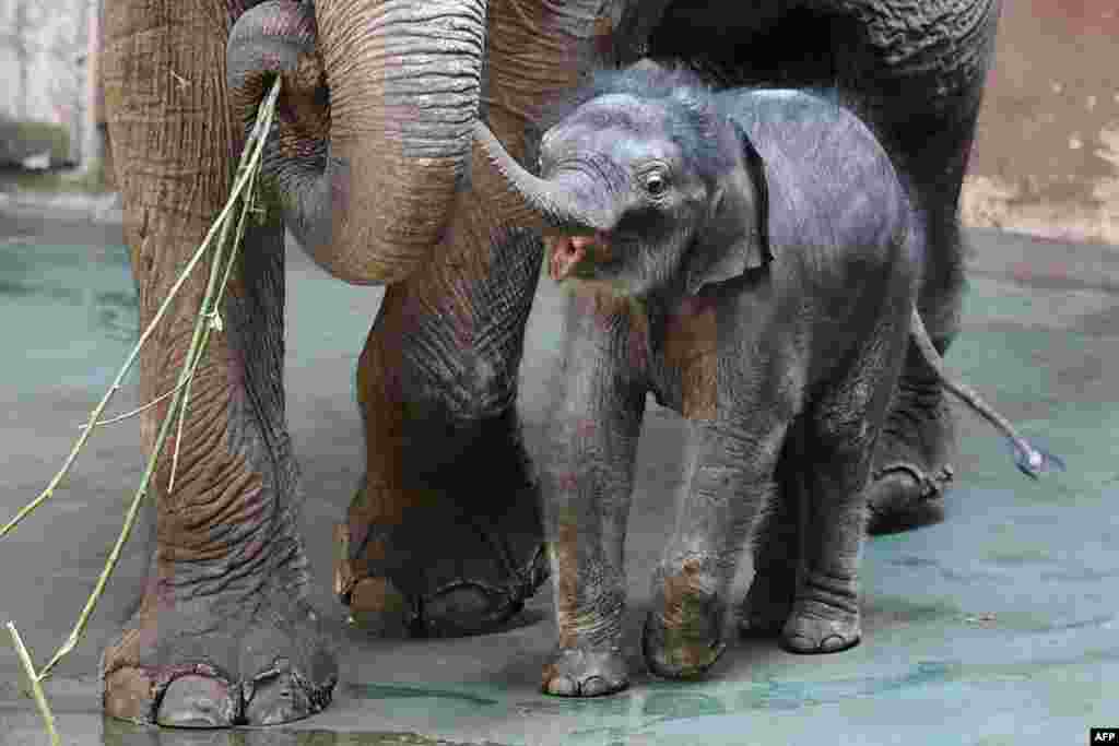 Seekor bayi gajah India bernama 'Filimon' yang baru saja lahir berdiri di samping induknya di kandangya di kebun binatang Moskow.