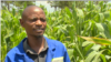  Peter Joseph Dzingami, a far manager in Goromonzi district, March 5, 2019, says that in the previous years farmers would control the fall armyworm. But this year, because there is not much rainfall, and the worms are hatching more than previous years and