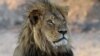 Un des petits du lion Cecil abattu par un chasseur au Zimbabwe