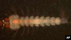 Jinjirin sauro