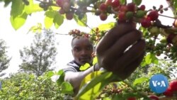 Longtime Kenya Coffee Farmers Eye New Path Forward