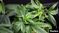 FILE - Marijuana plants are displayed at the medical marijuana farmers market at the California Heritage Market in Los Angeles, July 11, 2014. A measure introduced in Canada could make the country the largest developed nation to end a nationwide prohibition on recreational marijuana use.