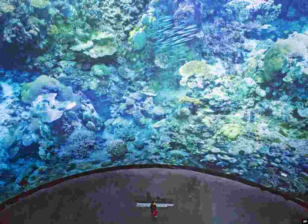 A worker walks in front of panoramic artwork 'Great Barrier Reef,' from artist Yadegar Asisi, during a press preview at the Leipzig Asisi Panometer in Leipzig, central Germany.