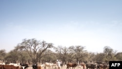 Un agriculteur marche parmi son troupeau de bétail sur la route entre Adre et Farchana, dans la région de Ouaddaï, au Tchad, le 25 mars 2019.