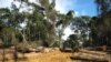 Sommet "One Forest Summit": à la recherche de "solutions concrètes" pour protéger les forêts tropicales 