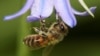 A bee covered with pollen hooks itself onto a petal of a bluebell in a garden, as the spread of the coronavirus disease (COVID-19) continues, in West London, Britain, April 23, 2020.