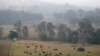 Ternak dibiarkan merumput saat kabut asap dan hujan menyirami ladang yang terbakar dekat Milton, Australia, 5 Januari 2020.