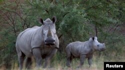 Seekor bdak putih dan anaknya terlihat di Taman Nasional Pilanesberg, Afrika Selatan, 19 April 2012. (Foto: dok).
