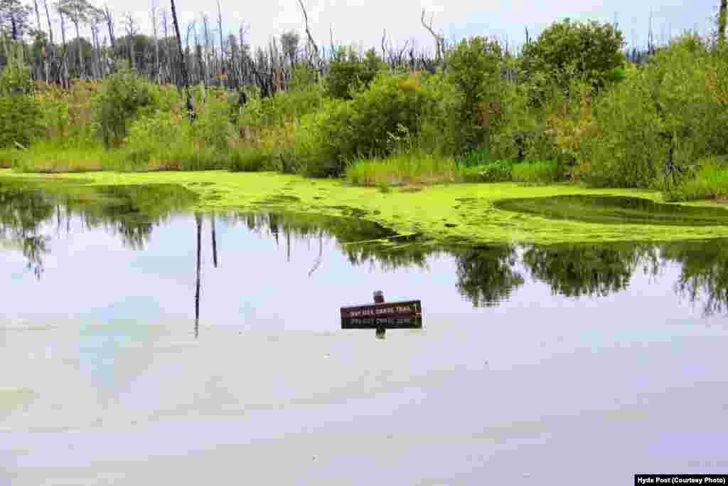 The Okefenokee is crisscrossed by nearly 200 kilometers of paddle and motor boat water trails.