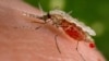 Seekor nyamuk Anopheles stephensi mendapatkan makanan darah dari inang manusia melalui belalai runcingnya dalam foto selebaran tak bertanggal ini yang diperoleh oleh Reuters 23 November 2015. (Foto: REUTERS /Jim Gathany/CDC)