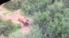 Kenyan Police, Rangers Kill Elephant Poachers